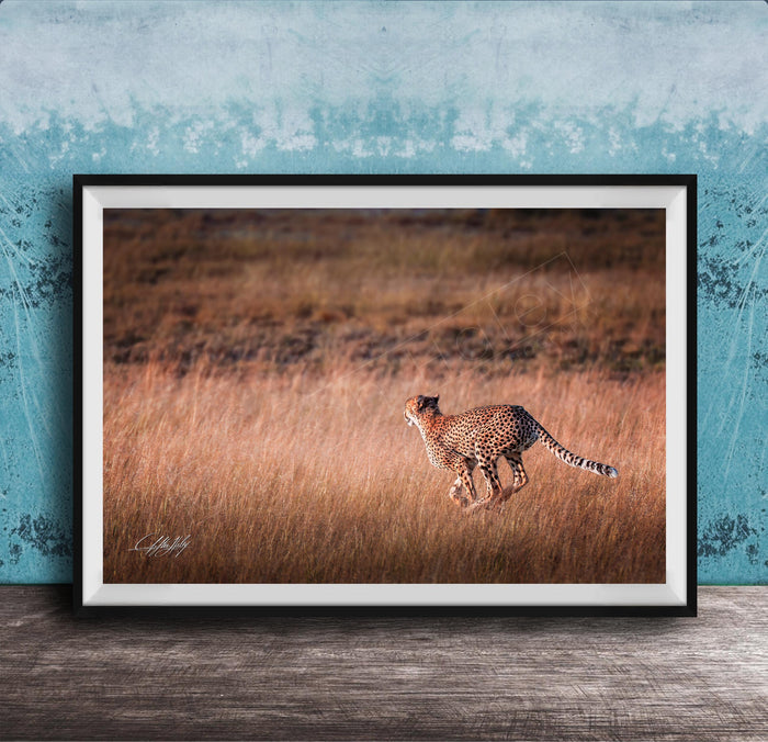 A cheetah is captured in mid-stride, running through a field of tall grass.