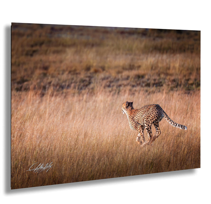 cheetah running, Amboseli National Park, wildlife safari, African sunrise, nature photography, Maasai culture, big cats, predator speed, Kenya wilderness, safari adventure