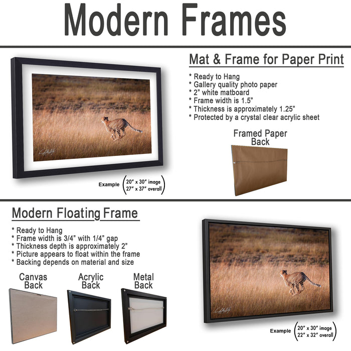 The image is a collage of two framed pictures, one of a cheetah and the other of a grassy field. The collage features a modern floating frame and a mat & frame for paper print.