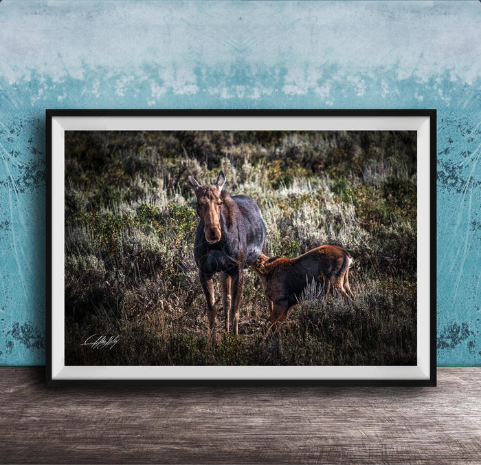 A mother moose and her calf standing in a grassy field, with the mother appearing larger and more prominent in the center of the frame.