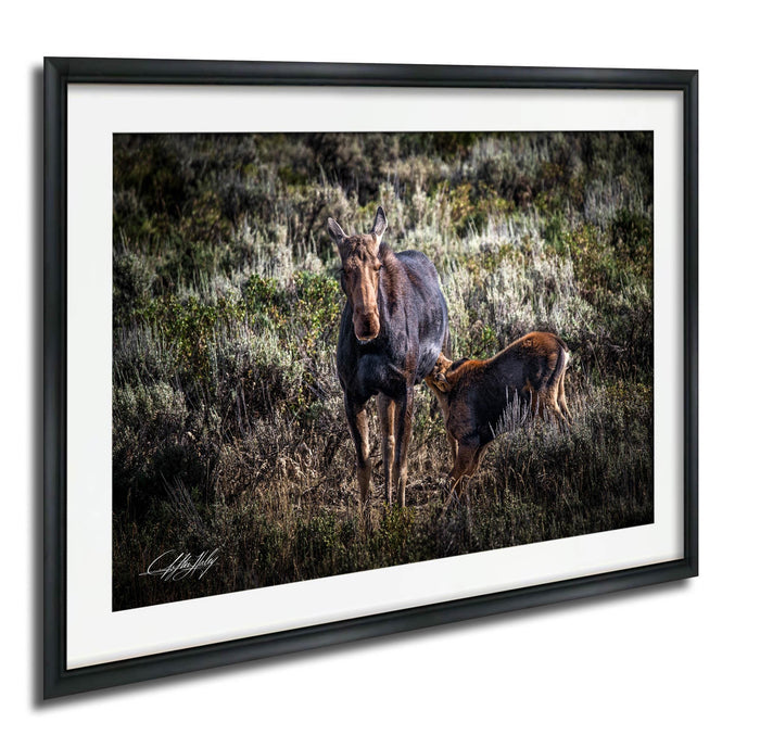 A mother moose and her calf standing in a grassy field with shrubs and trees in the background.