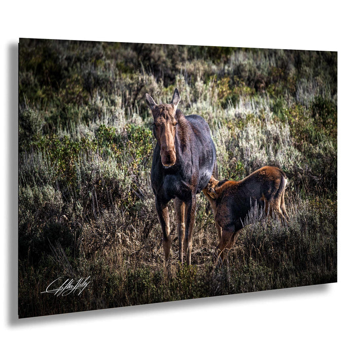 A mother moose and her calf standing in a grassy field with shrubs and trees in the background.