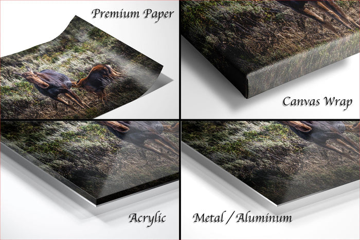 The image is a collage of four photos depicting a dog in various settings, including a forest, grassy area, and a field.