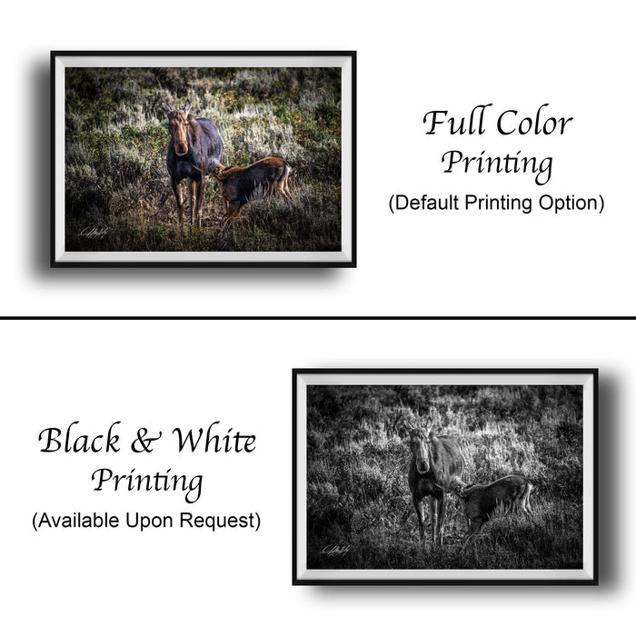 The image is a collage of two framed photographs. The top photograph is a black and white image of a horse and its foal in a grassy field, while the bottom photograph is a full color image of the same horse and its foal in a similar grassy field. The text below the images indicates that the full color printing is the default option, and the black and white version is available upon request.