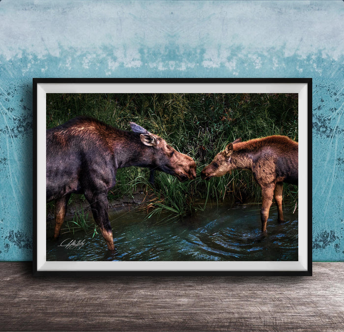 A framed photograph of two moose standing in a body of water, with one moose appearing to be feeding the other.