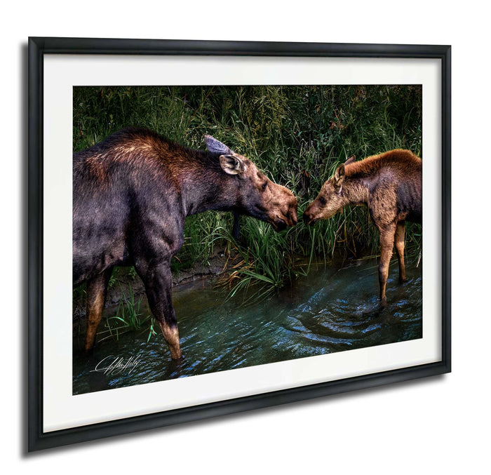 A mother moose and her calf standing in a shallow body of water surrounded by lush vegetation.