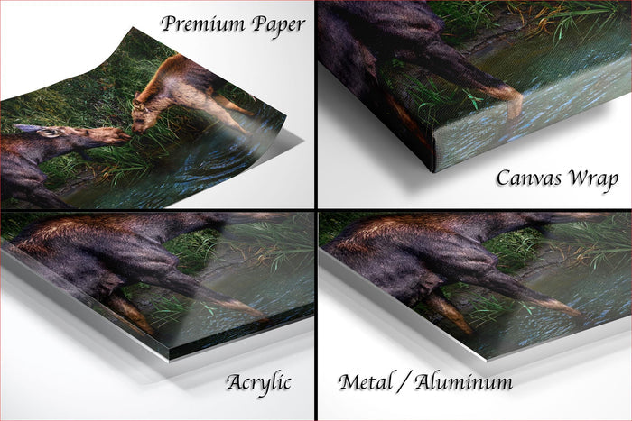 The image is a collage of four photos depicting a moose in various natural settings, including a river, forest, and grassy area.