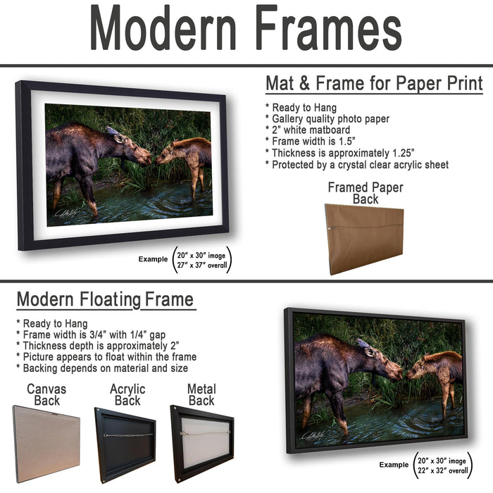 The image is a collage of two framed pictures, one of a moose and the other of a deer, both set against a natural background. The collage is presented in two different frame types: a modern floating frame and a modern hanging frame.