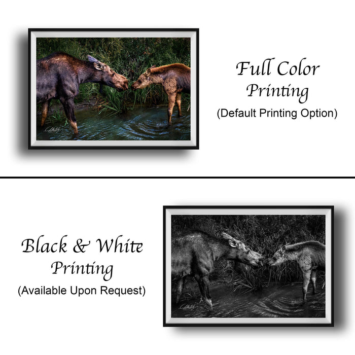 The image is a collage of two framed photographs depicting two moose interacting in a natural setting. The text above the photographs indicates that the full color printing is the default option, and the black and white printing is available upon request.