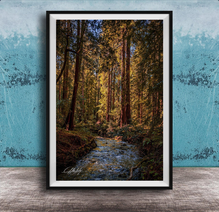 A framed photograph of a serene forest scene with a small stream flowing through it, surrounded by tall trees with vibrant green leaves.