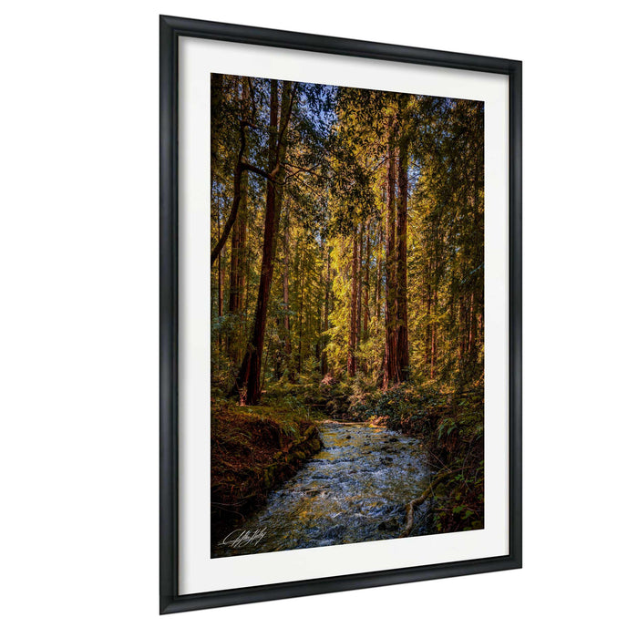 A framed photograph depicting a serene forest scene with a stream flowing through the center, surrounded by tall trees with vibrant green leaves.
