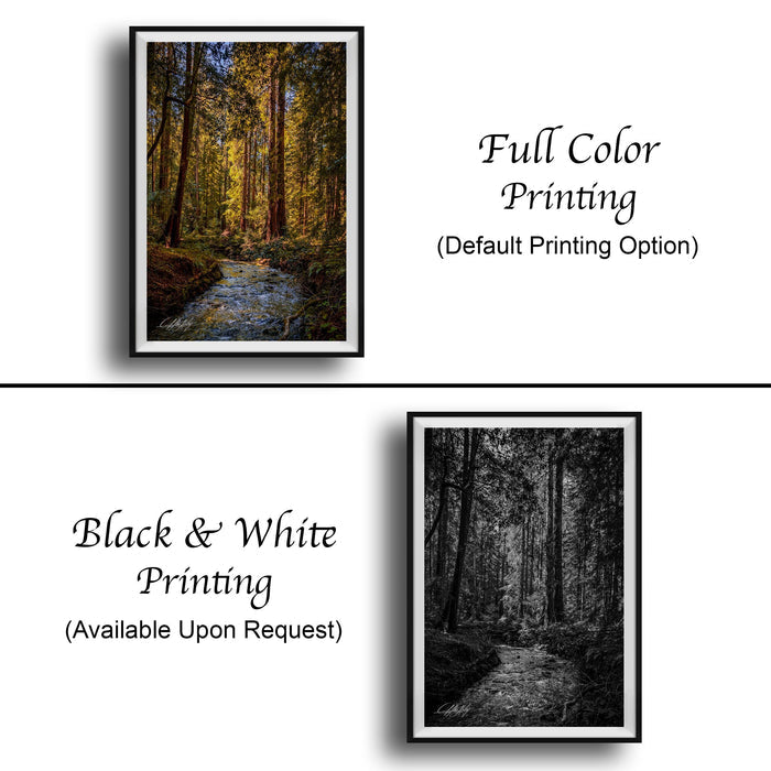 The image is a collage of two framed pictures. The top picture is a full color print of a forest scene, while the bottom picture is a black and white print of the same forest scene. Both prints are framed and available upon request.