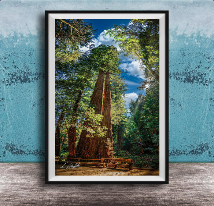 A large, towering redwood tree stands in a lush, verdant forest, its massive trunk and branches reaching towards the sky. The tree's reddish-brown bark contrasts with the surrounding greenery, creating a striking visual. In the foreground, a wooden bench invites visitors to sit and enjoy the serene natural setting. The image is framed, suggesting it is a piece of art or photography.