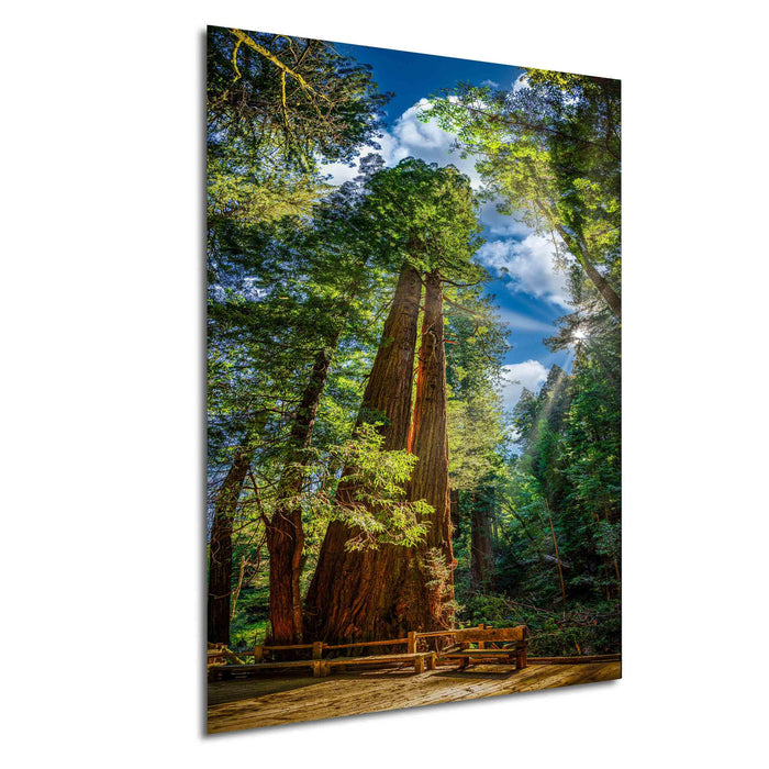 a serene forest scene with towering trees, lush greenery, and a wooden walkway leading through the woods.