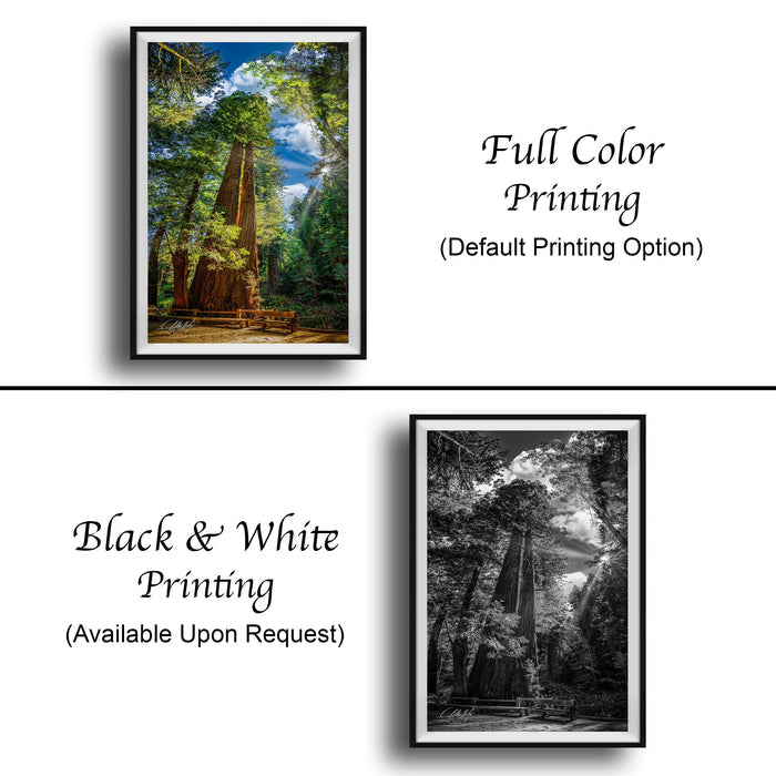 The image is a collage of two framed photographs. The top photograph is a full color print of a forest scene, while the bottom photograph is a black and white print of the same forest scene. Both prints are framed and available upon request.