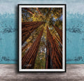 a serene forest scene with towering redwood trees reaching towards the sky, creating a sense of depth and scale.