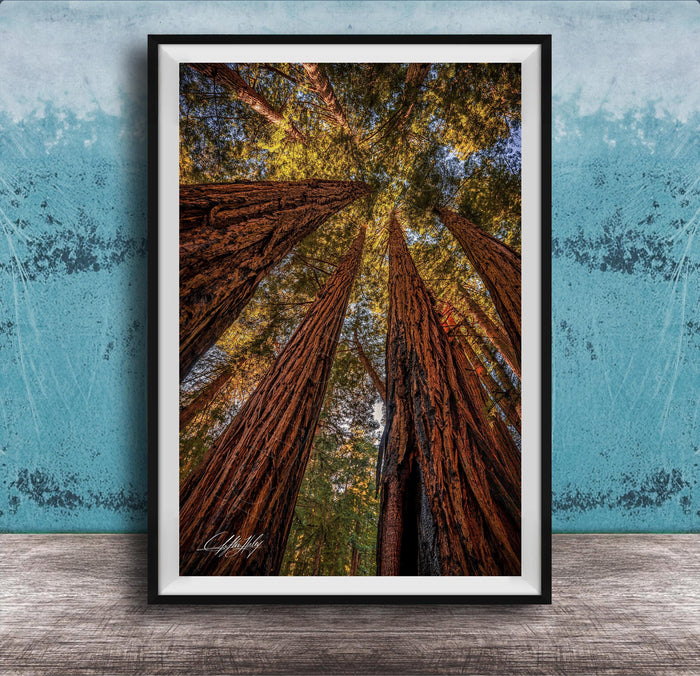 a serene forest scene with towering redwood trees reaching towards the sky, creating a sense of depth and scale.