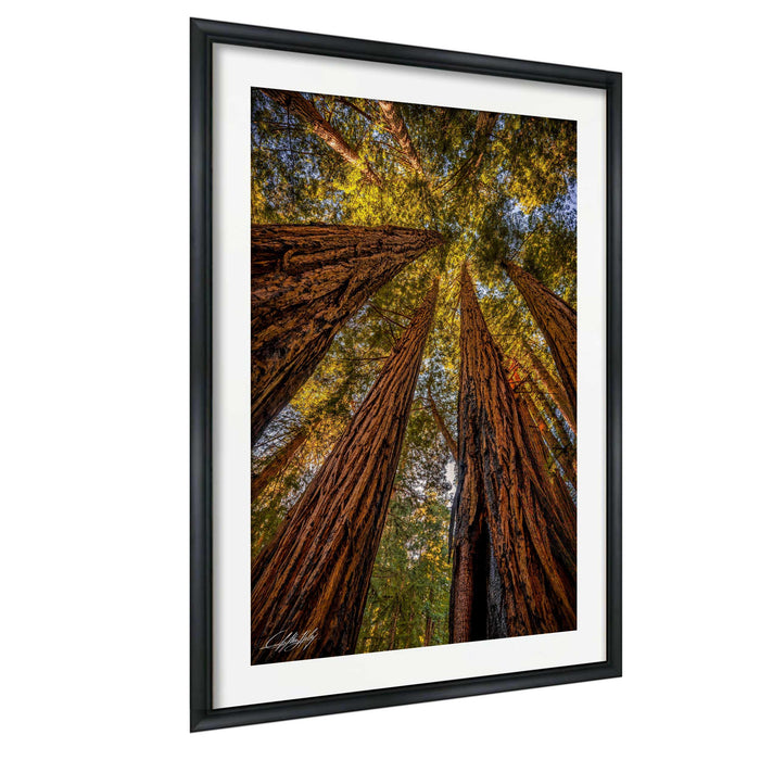 a dense forest with towering redwood trees reaching up towards the sky, creating a sense of depth and scale.