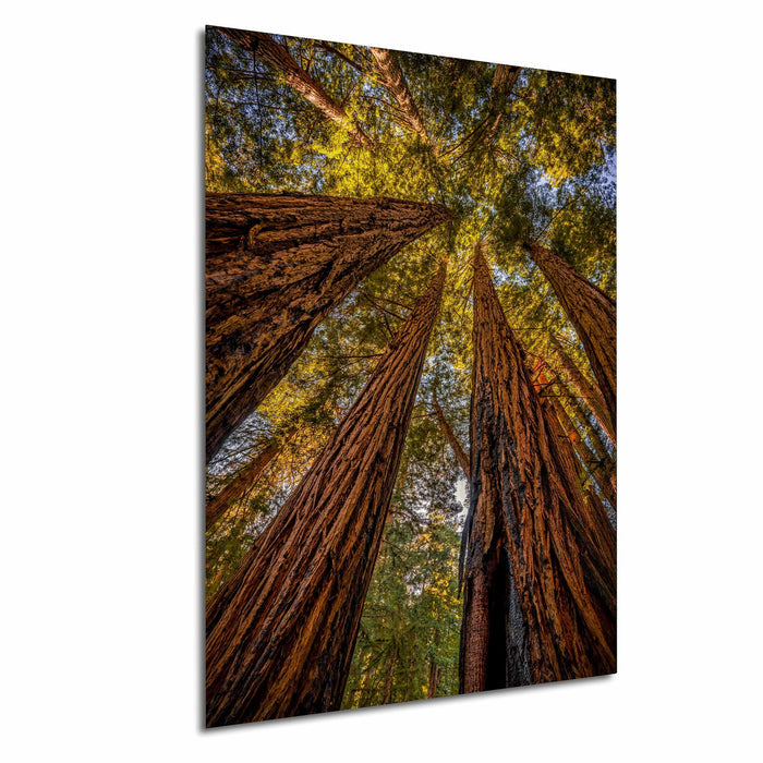 a dense forest with towering redwood trees reaching up towards the sky, creating a sense of depth and scale.