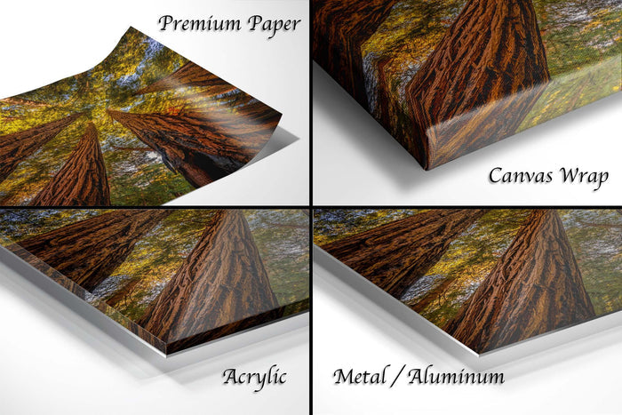 The image is a collage of four different images, each depicting a tree with a distinct texture and finish, including premium paper, canvas wrap, acrylic, and metal/aluminum.