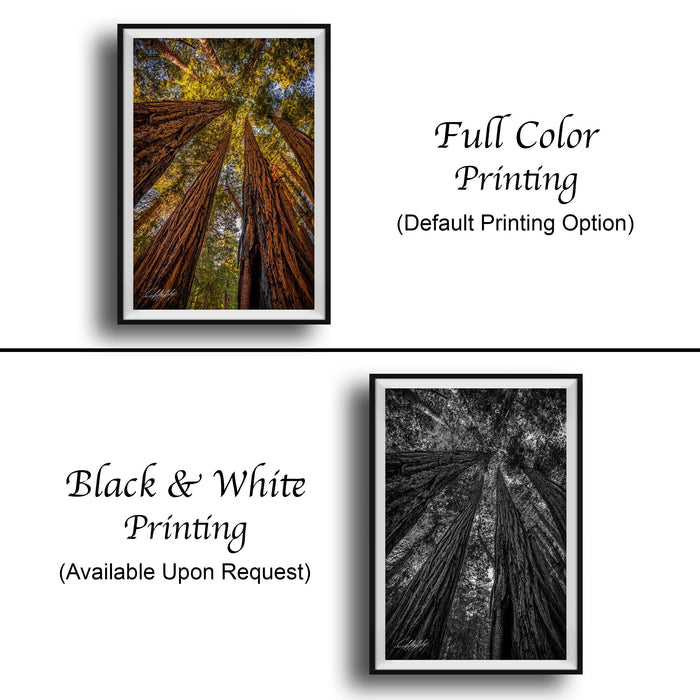 two framed prints of trees, one in full color and one in black and white. The full color print is labeled as "Full Color Printing" and the black and white print is labeled as "Black & White Printing".