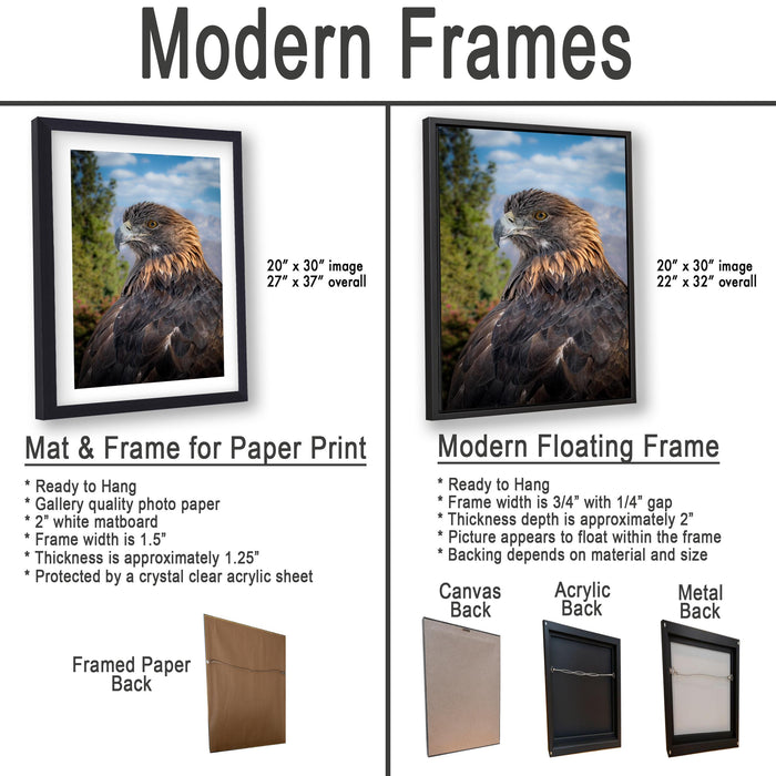 The image is a comparison of modern framed prints and modern floating frames for a photograph of a bird of prey, such as an eagle or hawk. The text provides information about the different frame options, including their features and advantages.