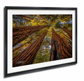 a dense forest with towering redwood trees reaching up towards the sky, creating a sense of depth and scale.