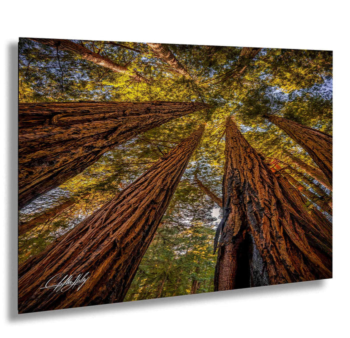 a dense forest with towering redwood trees reaching up towards the sky, creating a sense of depth and scale.
