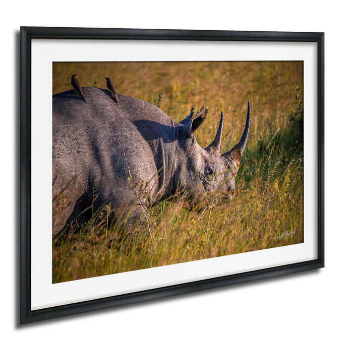A rhinoceros standing in a grassy field with two birds perched on its back.