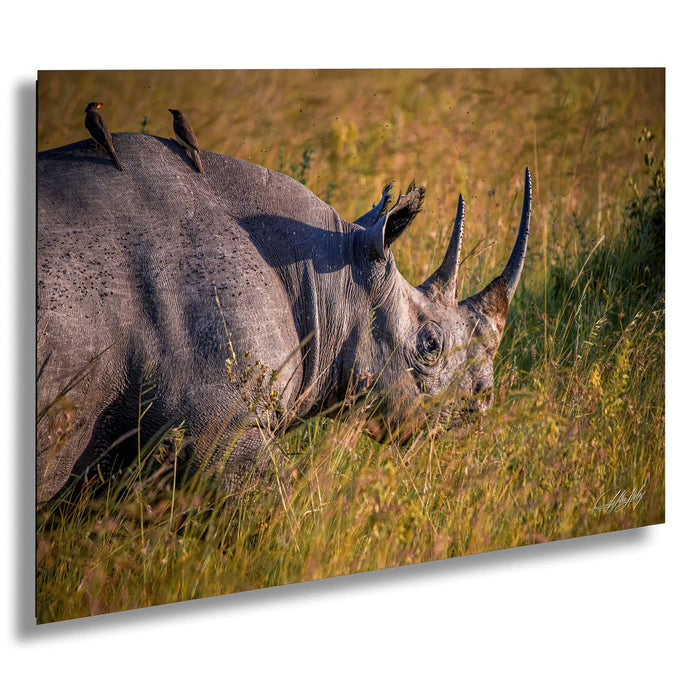 A rhinoceros with its head down in a grassy field, with two birds perched on its back.