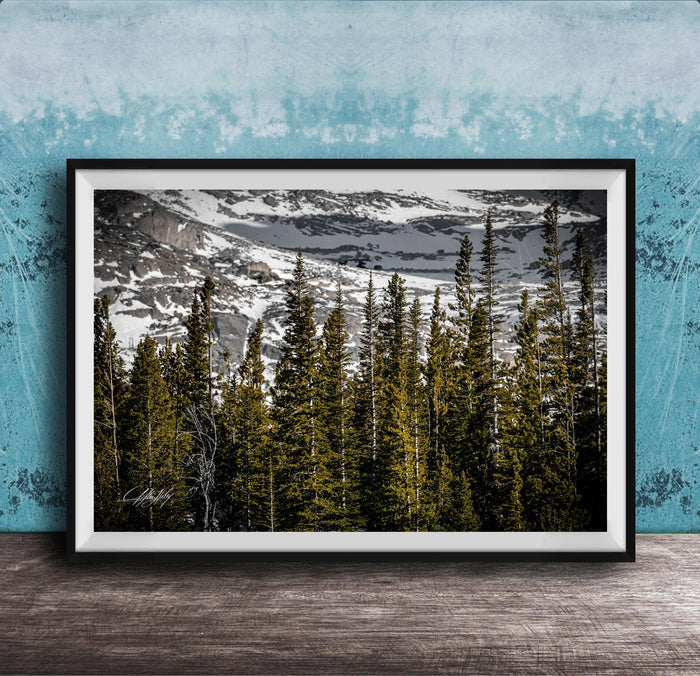 A framed photograph of a snowy mountain landscape with a dense forest of evergreen trees in the foreground.