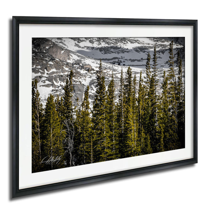 A framed photograph of a snowy mountain landscape with a dense forest of evergreen trees in the foreground.