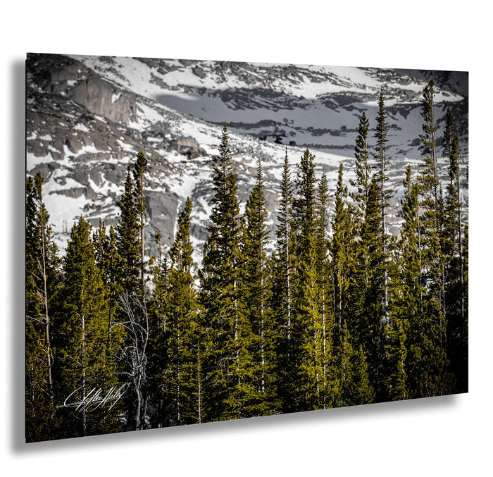 a serene forest scene with tall, green trees and snow-capped mountains in the background.