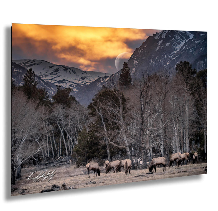 A herd of elk grazing in a mountainous, forested area with a full moon visible in the sky.