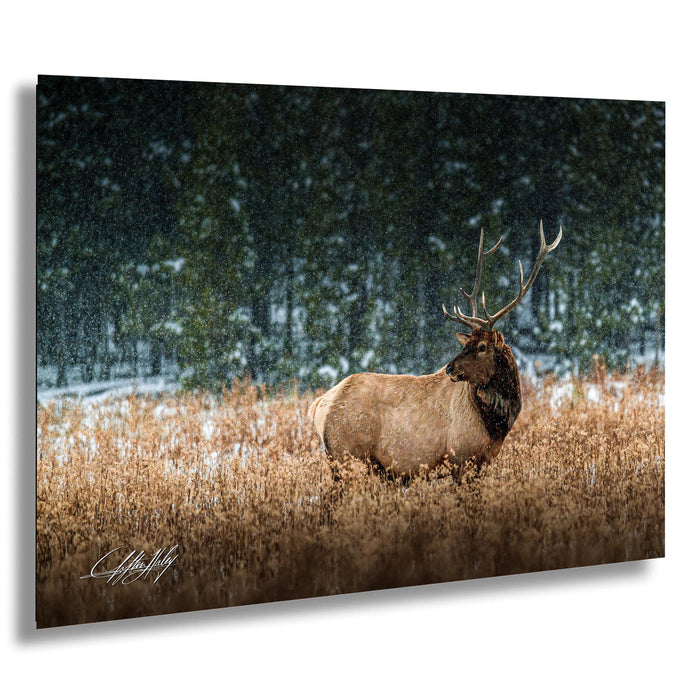 A majestic elk stands in a snowy field, its antlers reaching towards the sky.