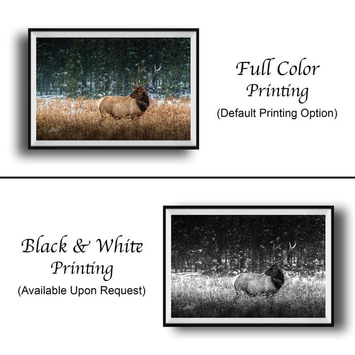 The image is a collage of two framed photographs. The top photograph is a black and white image of a deer in a field, while the bottom photograph is a full color image of the same deer. The text below the images indicates that the full color printing is the default option, and the black and white printing is available upon request.