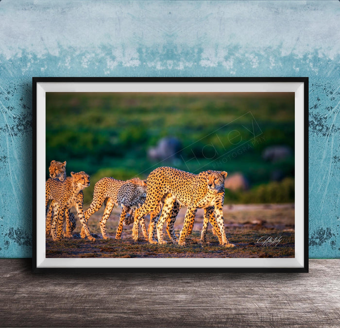 A group of cheetahs walking together in a grassy field, with a blue wall in the background.