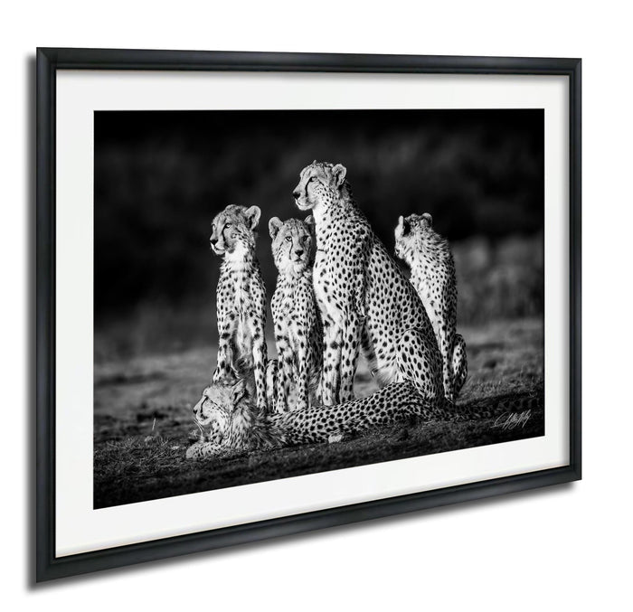 A group of five cheetahs, their spots clearly visible, are captured in a moment of rest in the wild.