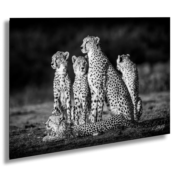 Maasai Mara wildlife, cheetah safari Kenya, Kenya travel photography, endangered big cats, African safari, black and white art