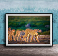 A group of cheetahs walking together in a grassy field, with a blue wall in the background.