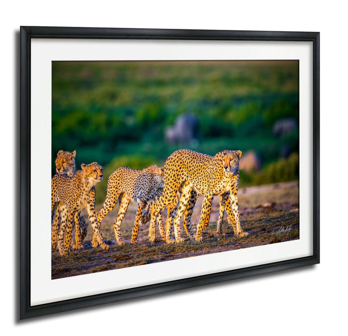 A group of cheetahs walking together in a grassy field, with a blurred background suggesting movement and speed.