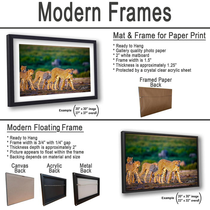 The image is a comparison of modern frames and floating frames for a photograph of cheetahs. It displays two framed prints, one with a mat and frame and the other with a modern floating frame, both featuring the same image of cheetahs.