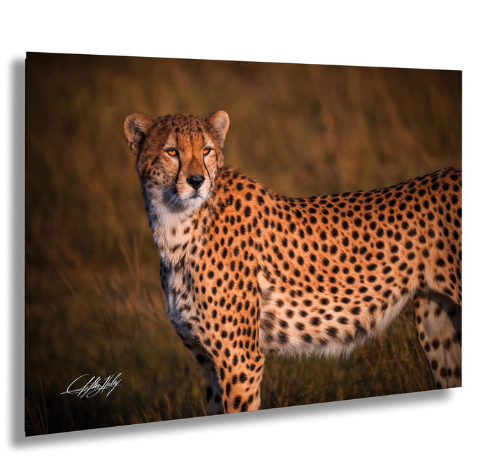 Maasai Mara wildlife, cheetah safari Kenya, Kenya travel photography, endangered big cats, African safari photography, wildlife conservation, Maasai culture, best safari locations, cheetah close-up photo, big cats in Africa, Kenya’s best photography