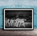 A group of cheetahs walking together in a natural setting, captured in a black and white photograph.