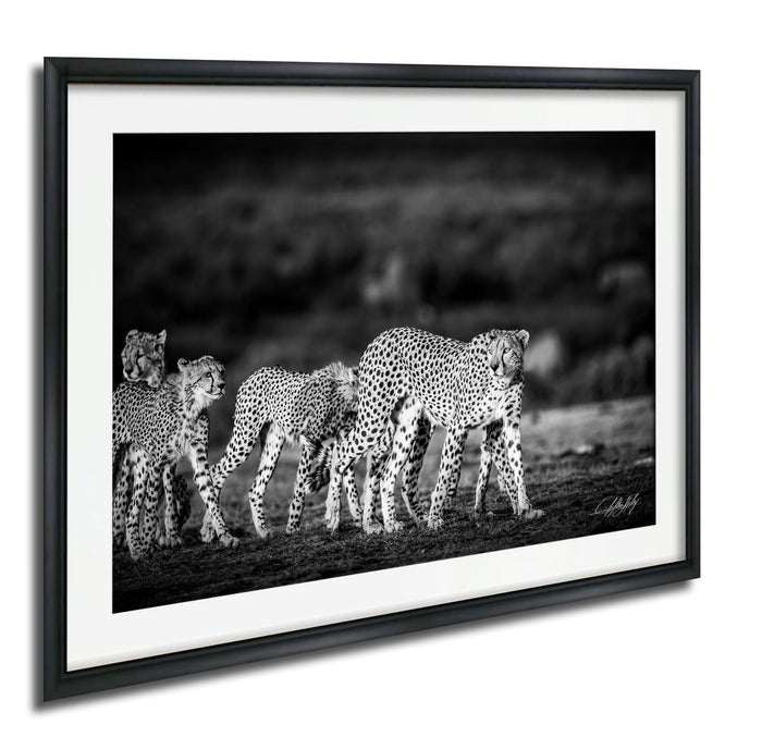 A group of cheetahs walking together in a field, captured in a black and white photograph.