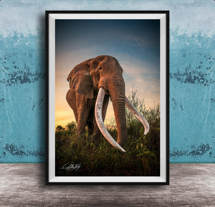 A large elephant with long white tusks stands in a grassy field, facing the camera.