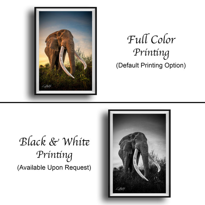 The image is a collage of two framed photographs. The top photograph shows a full-color print of an elephant with its trunk extended, while the bottom photograph is a black and white print of the same elephant. The text below the images indicates that the full-color print is available upon request, and the black and white print is not.
