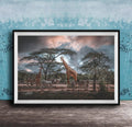 A framed photograph depicting a group of giraffes and zebras in a natural setting, with a cloudy sky in the background.