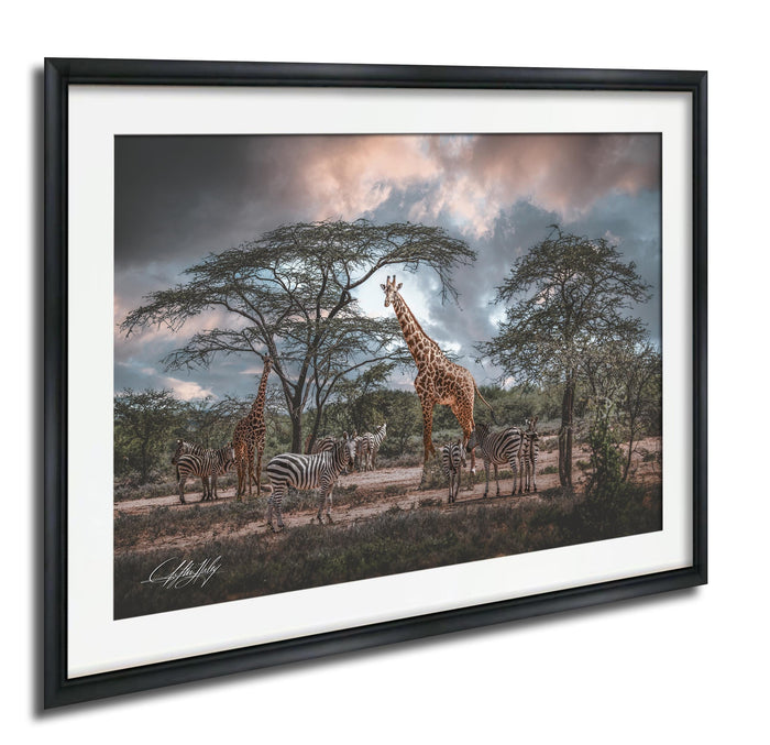 A framed photograph depicting a group of giraffes and zebras in a natural setting, with a cloudy sky in the background.