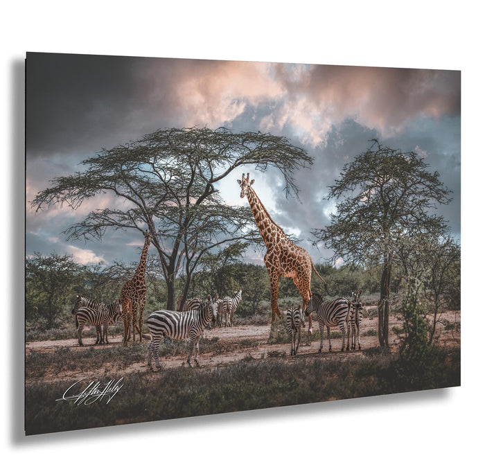 A group of giraffes and zebras standing together in a natural setting, with a cloudy sky in the background.